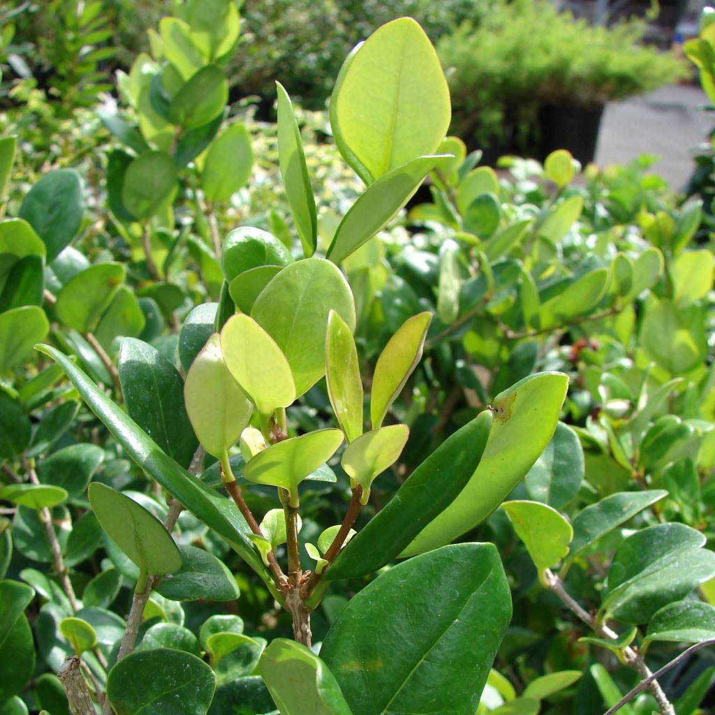 Troène du Texas - Ligustrum japonicum Texanum