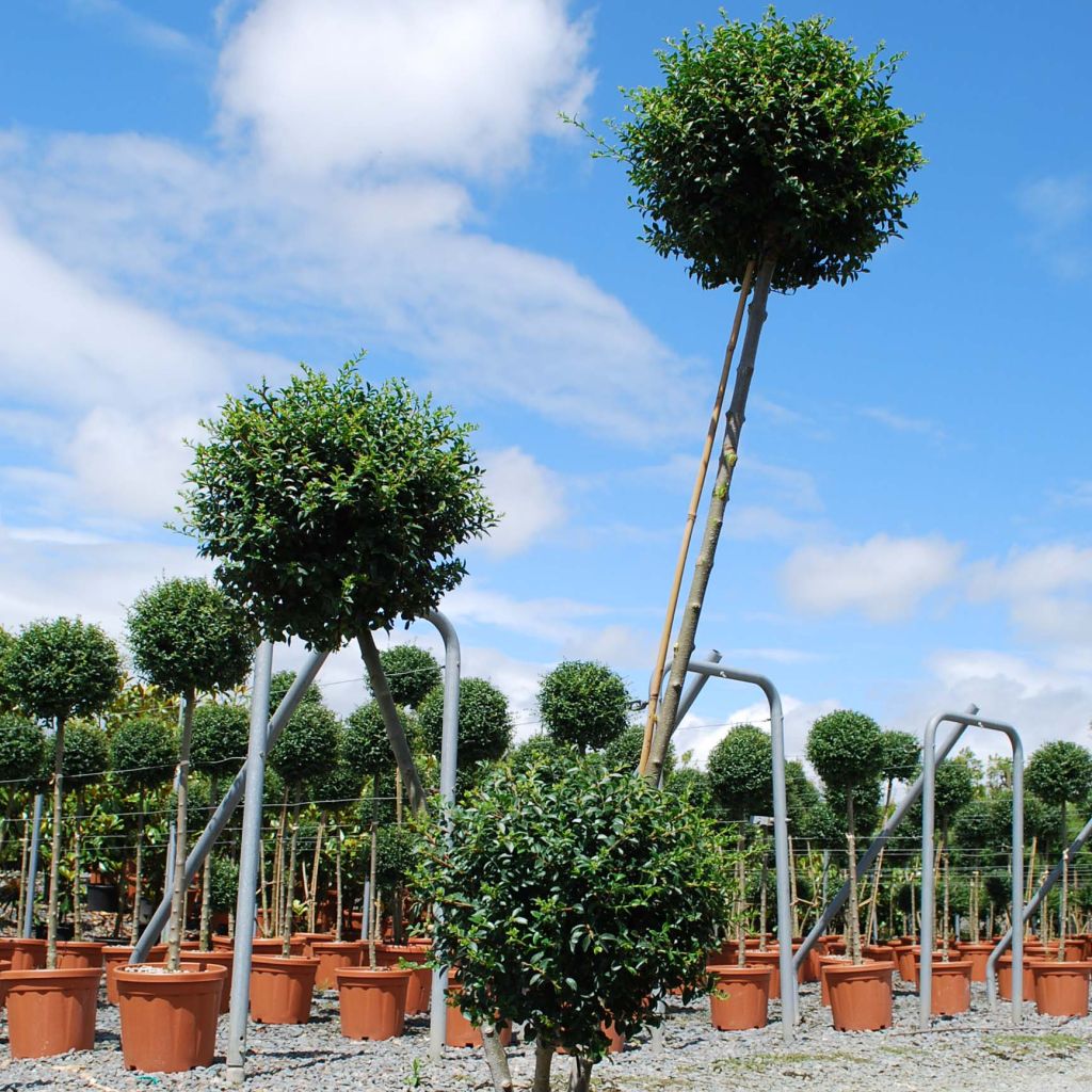 Ligustrum jonandrum (ionandrum) - Troène du Yunnan 1/4 tige Boule