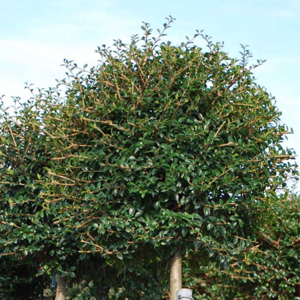 Ligustrum jonandrum (ionandrum) - Troène du Yunnan 1/4 tige Boule