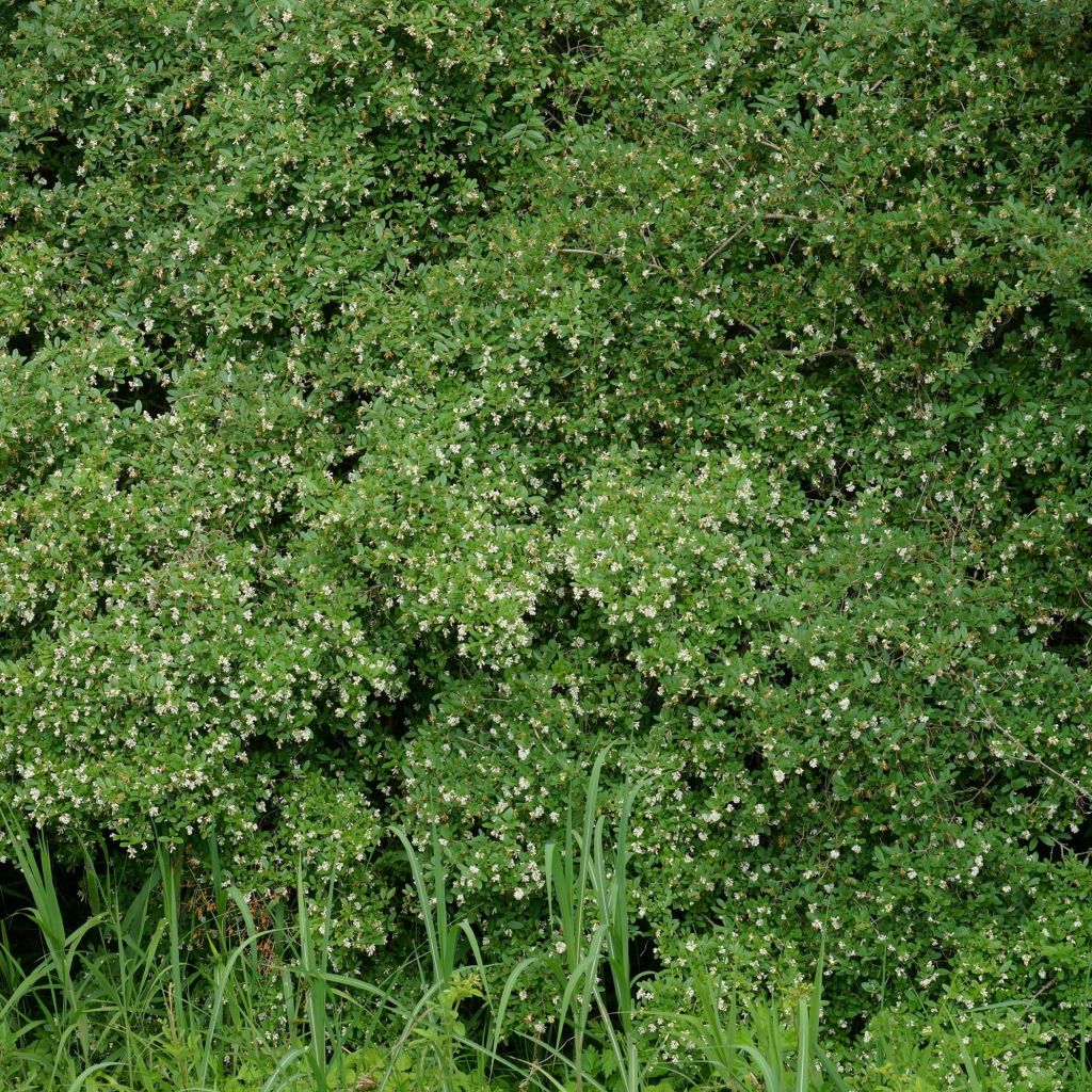 Troène à feuilles obtuses  - Ligustrum obtusifolium Ilvomassi 