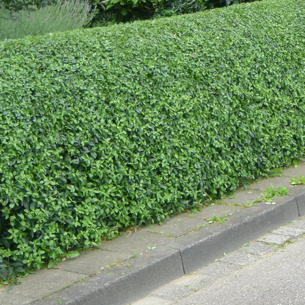 Troène Commun - Ligustrum vulgare Lodense