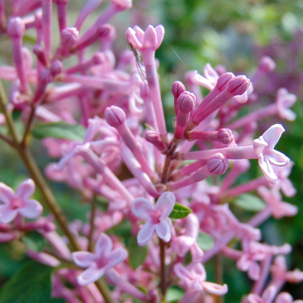 Lilas Bloomerang Pink Perfume - Syringa nain hybride remontant