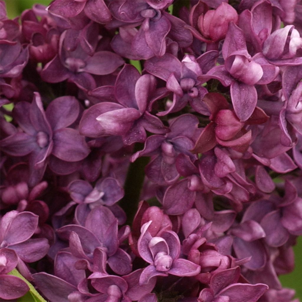 Lilas - Syringa vulgaris Charles Joly