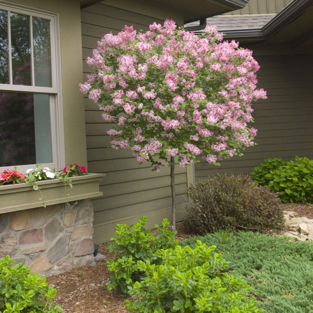 Lilas - Syringa Tinkerbelle