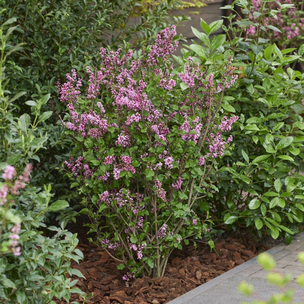 Lilas nain - Syringa meyeri Little Rosie