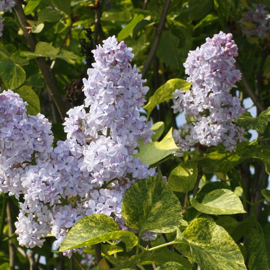 Lilas - Syringa vulgaris Aucubaefolia