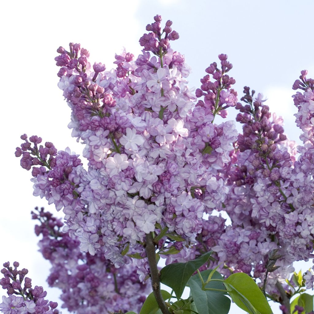 Lilas - Syringa vulgaris Nadezhda