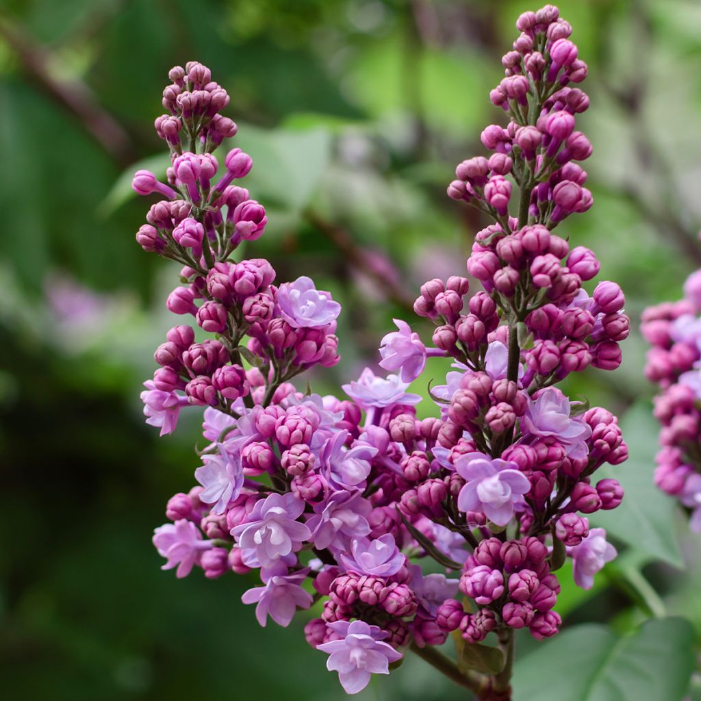 Lilas commun - Syringa vulgaris Kindy Rose