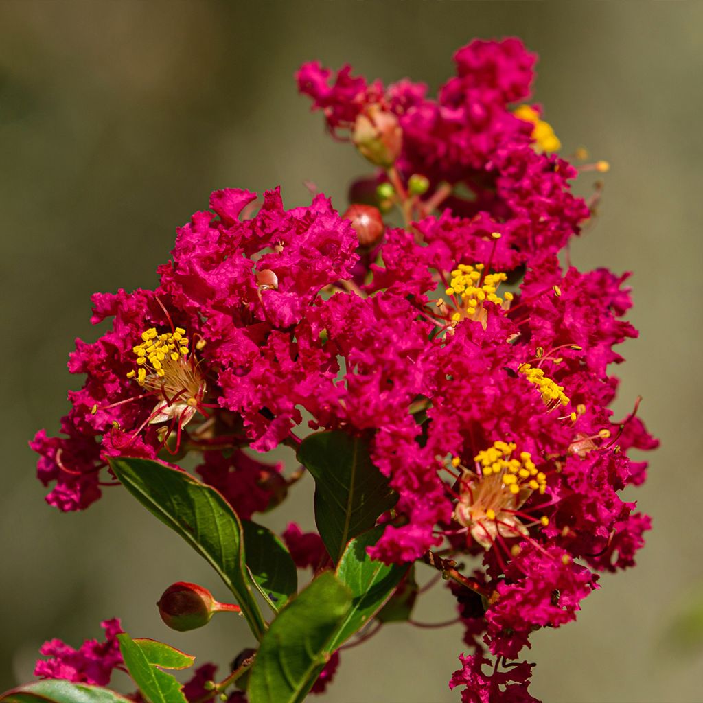 Lilas des Indes - Lagerstroemia indica Caroline Beauty