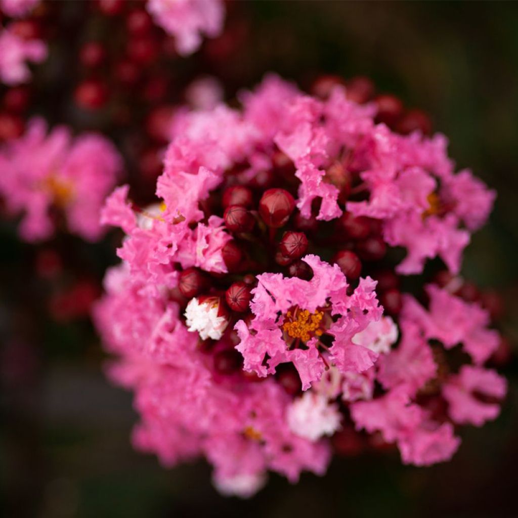 Lilas des Indes - Lagerstroemia indica Enduring Pink