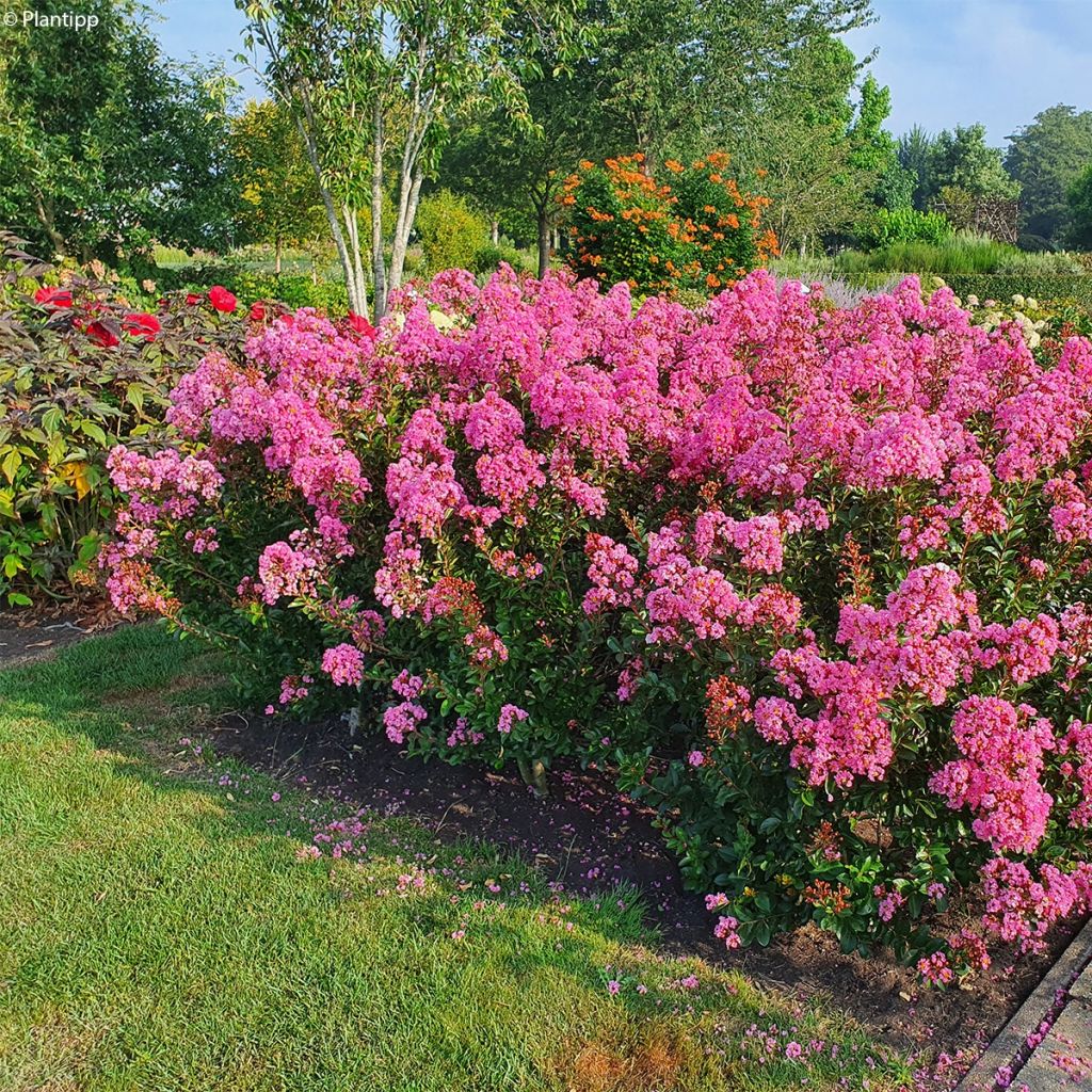 Lilas des Indes - Lagerstroemia indica Eveline