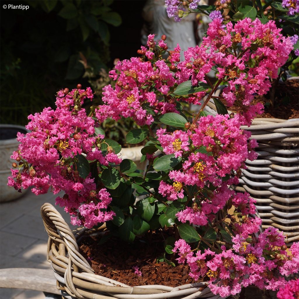 Lilas des Indes - Lagerstroemia indica Girl Whith Love