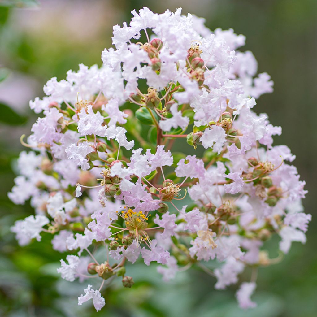 Lilas des Indes - Lagerstroemia indica La Fayette