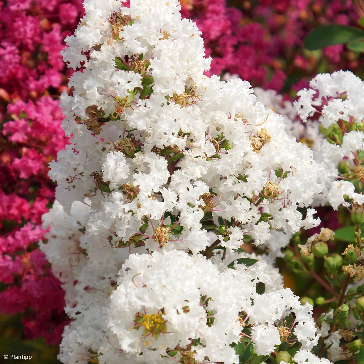 Lagerstroemia Indica With Love Virgin Milabla Lilas Des Indes Nain Lagerstroemia Indica With Love Virgin Milabla Lilas Des Indes Nain