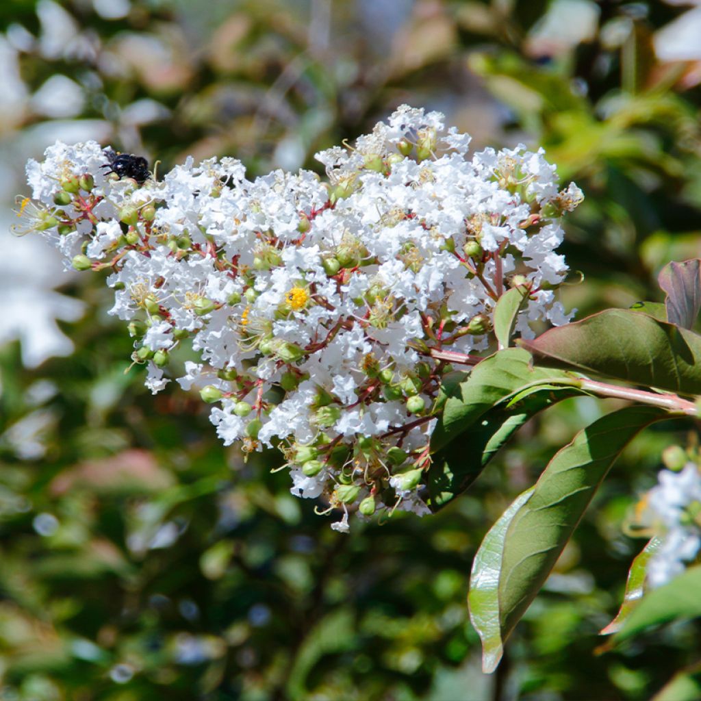 Lilas des Indes - Lagerstroemia indica White Chocolate