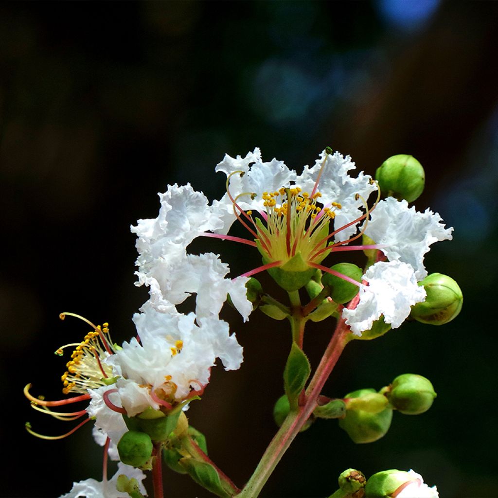 Lilas des Indes - Lagerstroemia indica White Chocolate