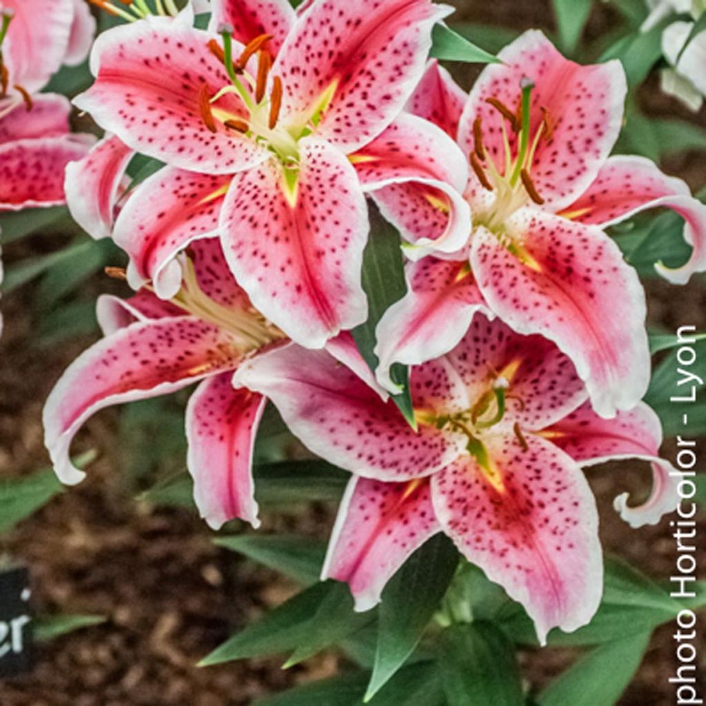 Lilium Stargazer - Lis Groupe trompette oriental