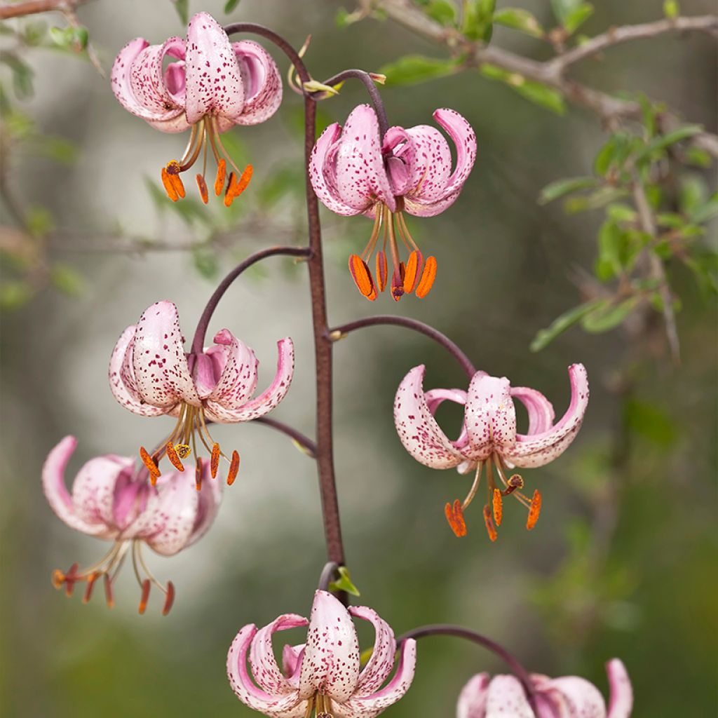 Lis botanique - Lilium martagon Rose