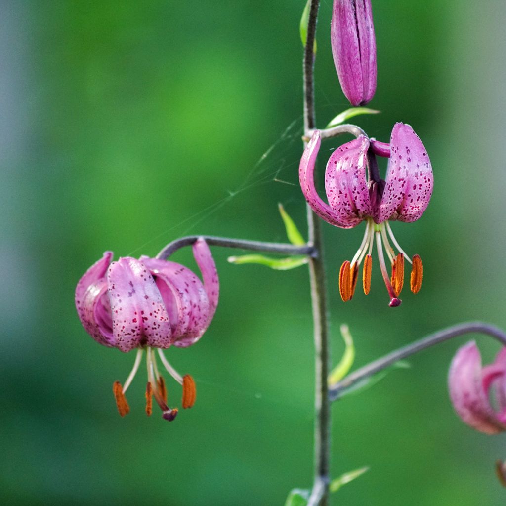 Lis botanique - Lilium martagon Rose