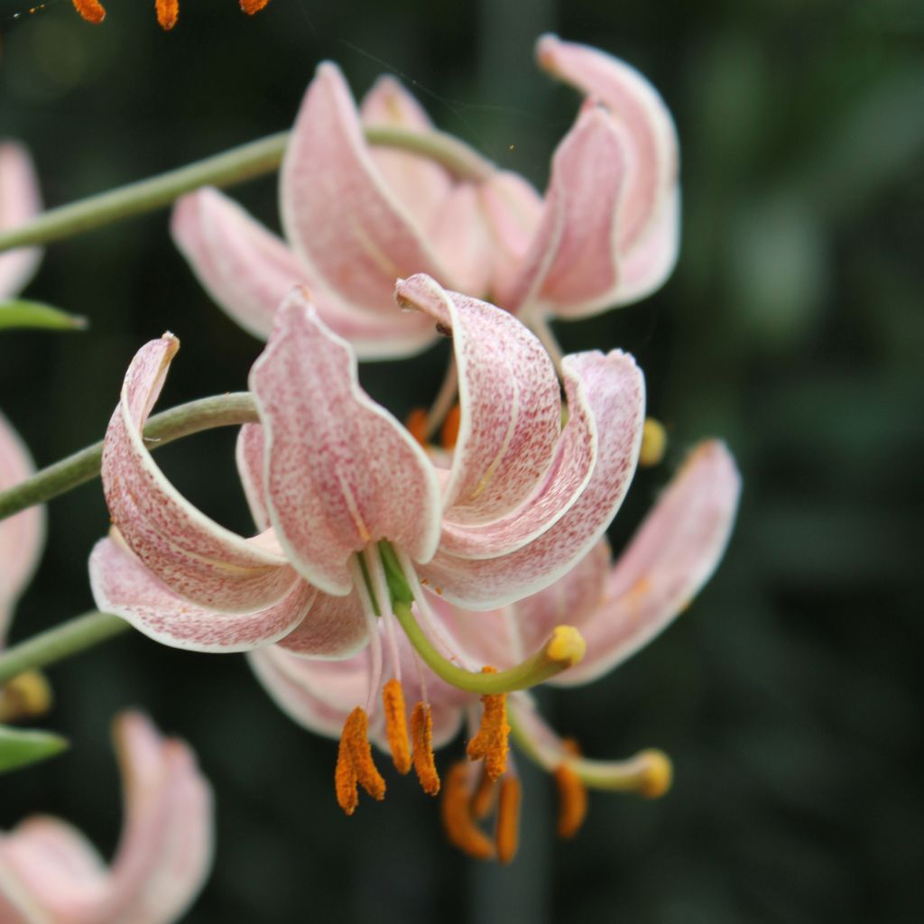 Lis hybride de martagon - Lilium x martagon Pink Morning