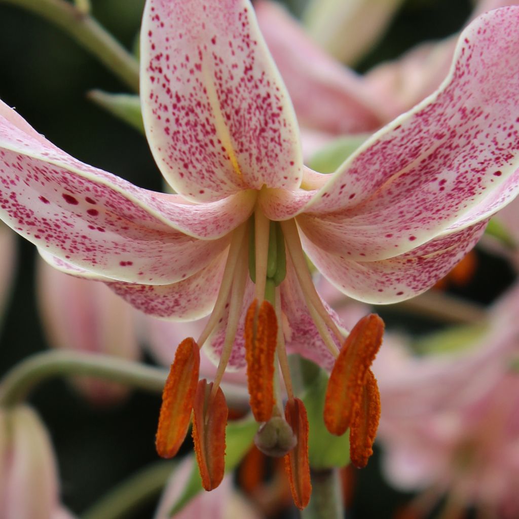 Lis hybride de martagon - Lilium x martagon Pink Morning