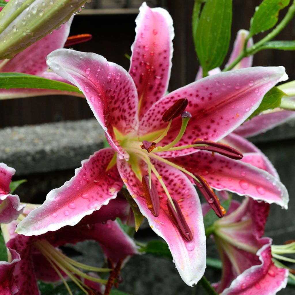 Lis hybride Imperial Crimson NA