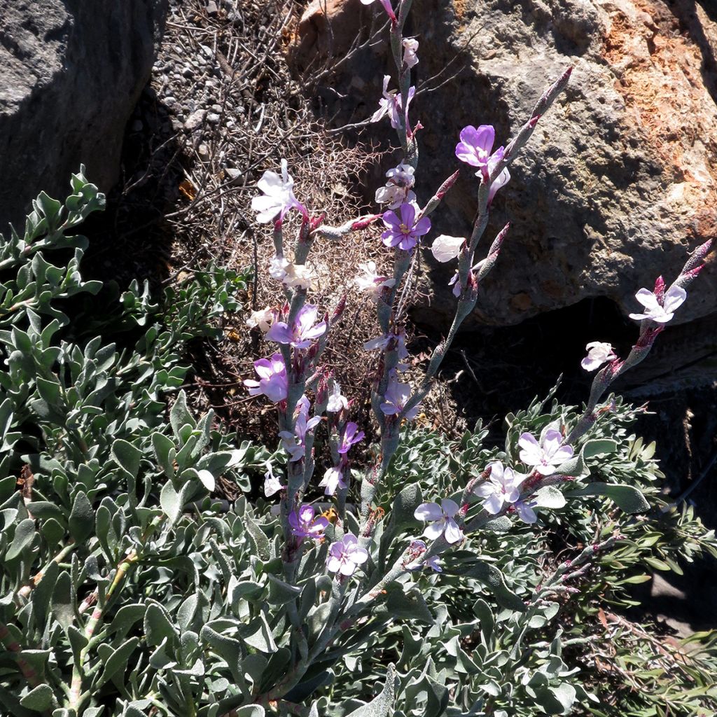 Limoniastrum monopetalum - Grand statice, Lavande de mer