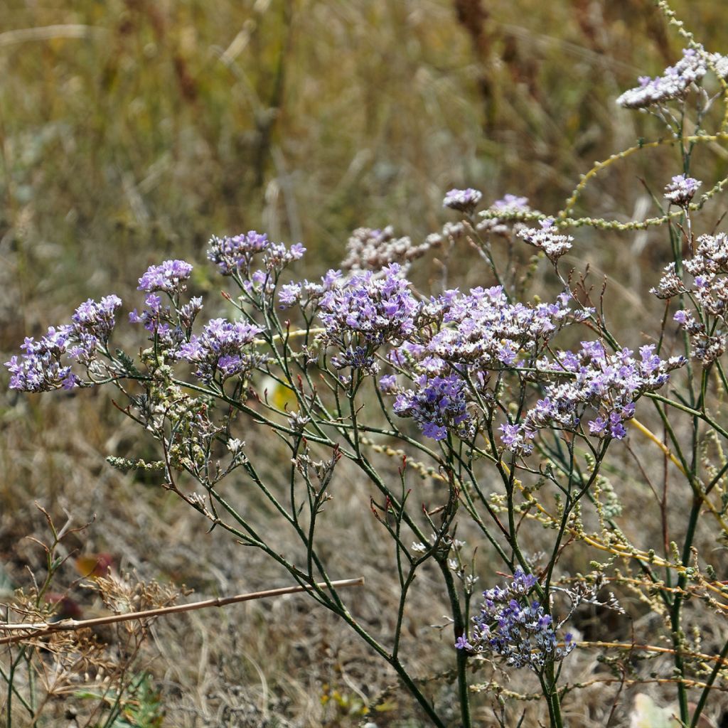 Limonium gmelinii ssp hungaricum