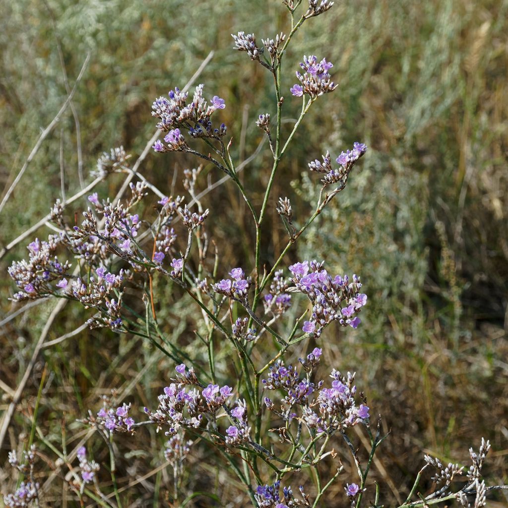 Limonium gmelinii ssp hungaricum