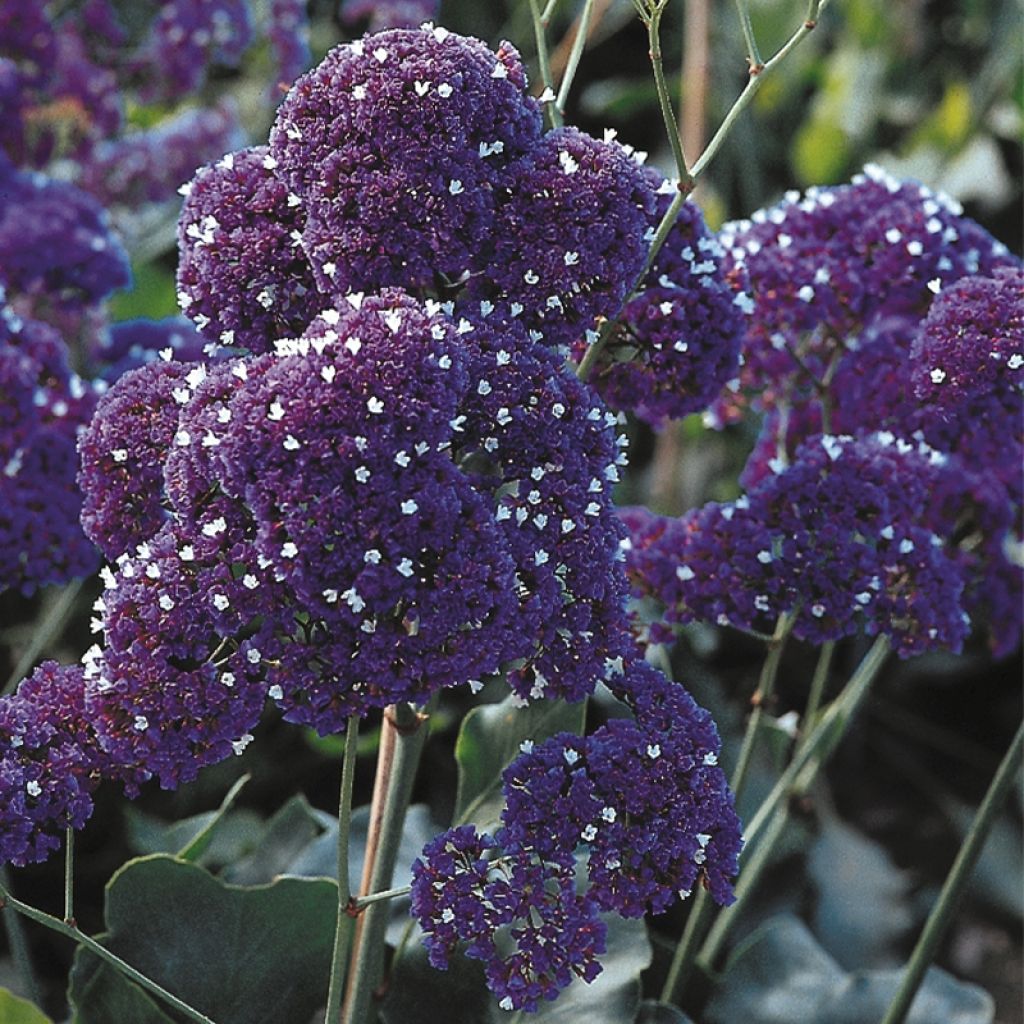 Limonium perezii - Statice des Canaries