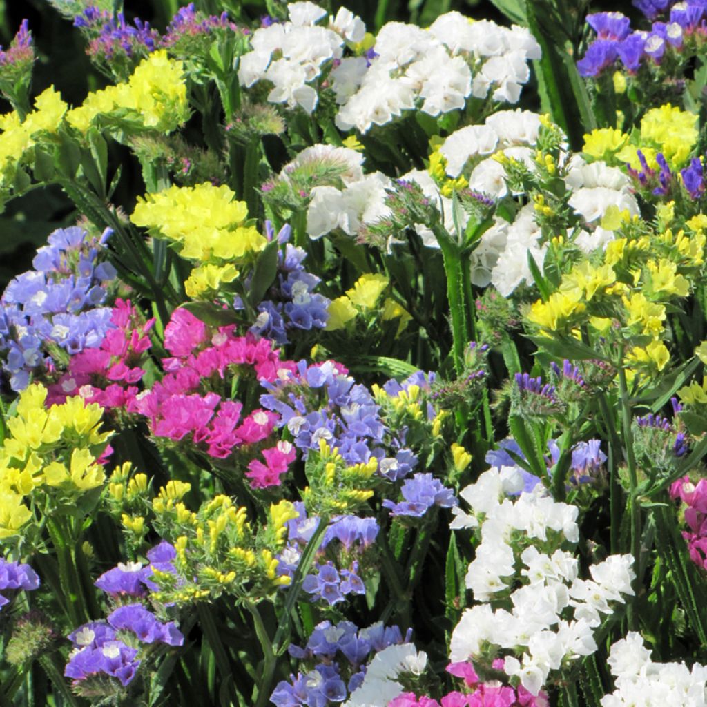 Graines de Statice à feuilles sinueuses Pacific en mélange - Limonium sinuatum