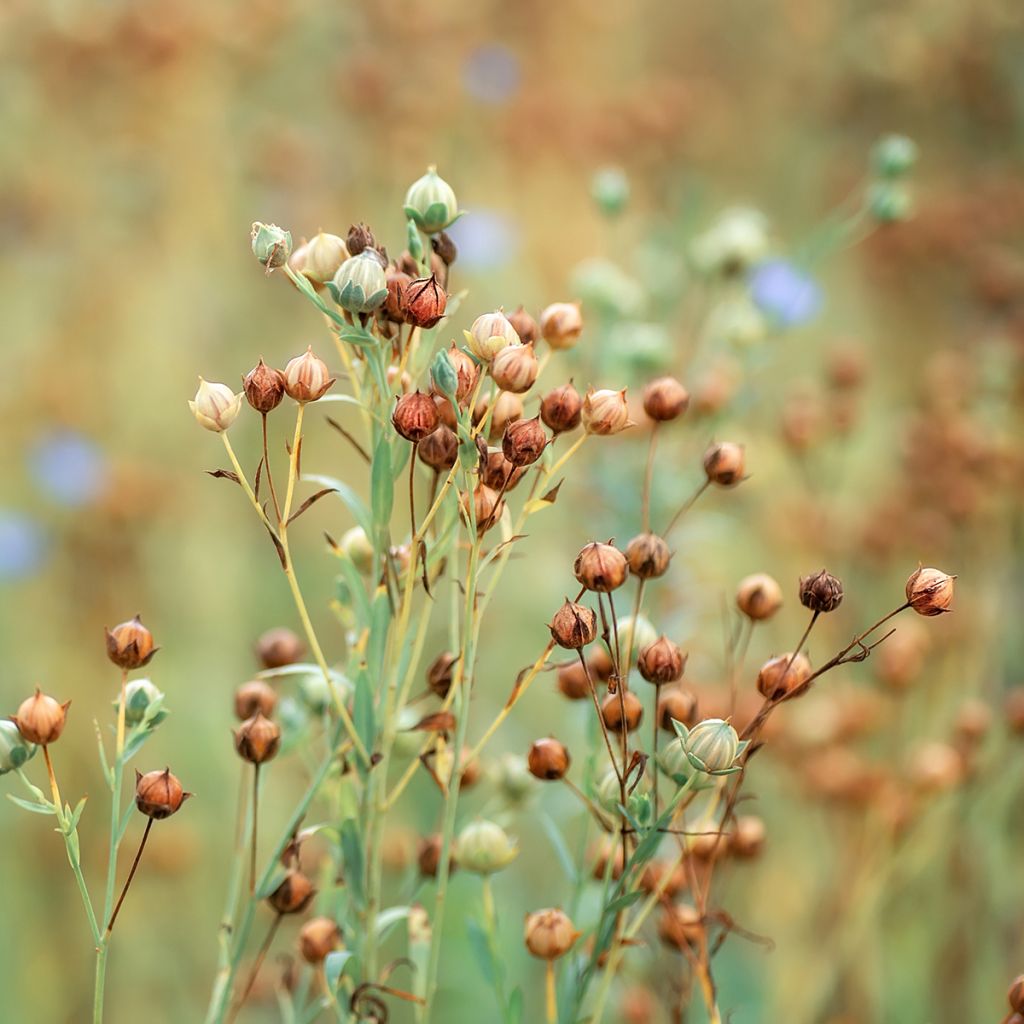 Graines de lin cultivé - Linum usitatissimum - engrais vert