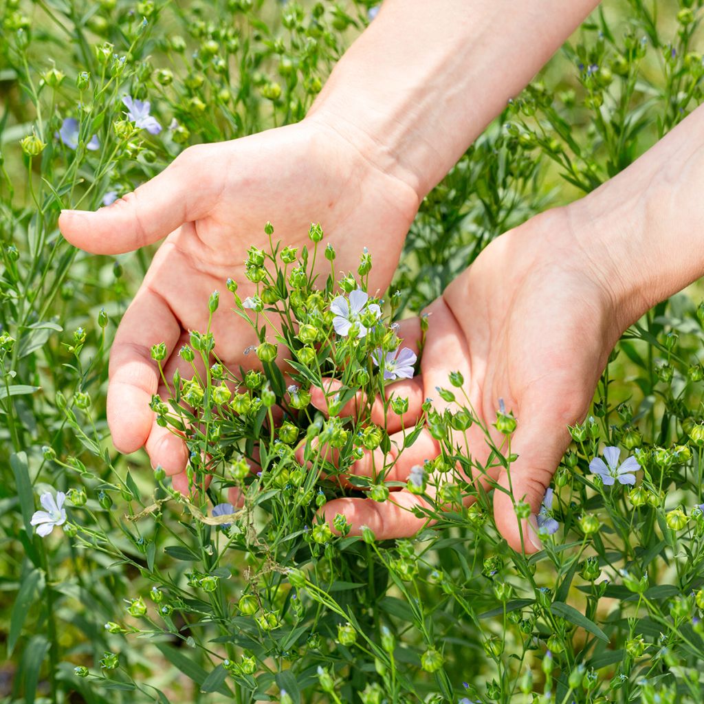 Graines de lin cultivé - Linum usitatissimum - engrais vert