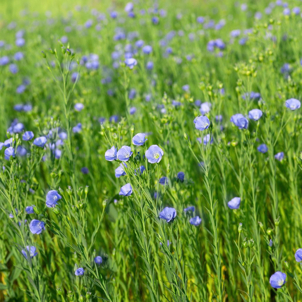 Graines de lin cultivé - Linum usitatissimum - engrais vert