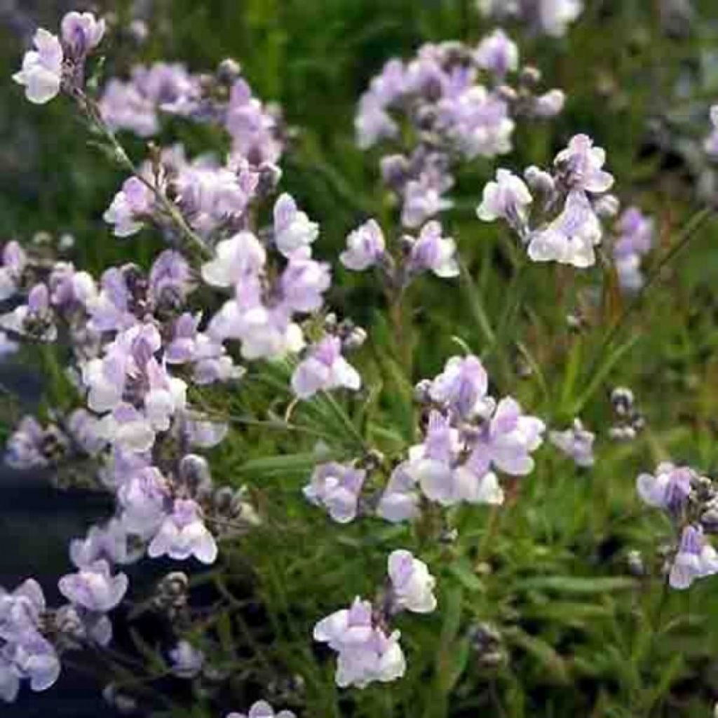 Linaria anticaria Antique Silver - Linaire