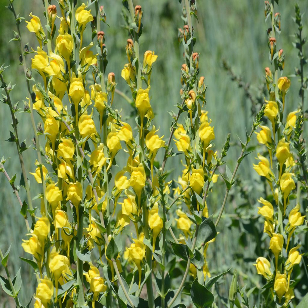 Linaria dalmatica, Linaire