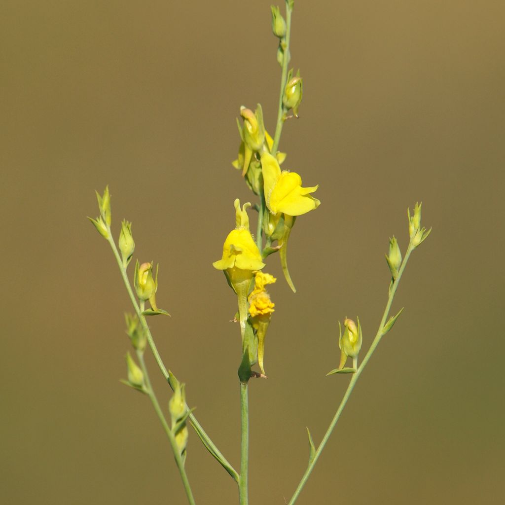 Linaria dalmatica, Linaire