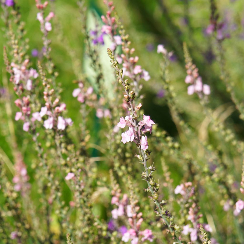 Linaria purpurea Canon J. Went - Linaire pourpre