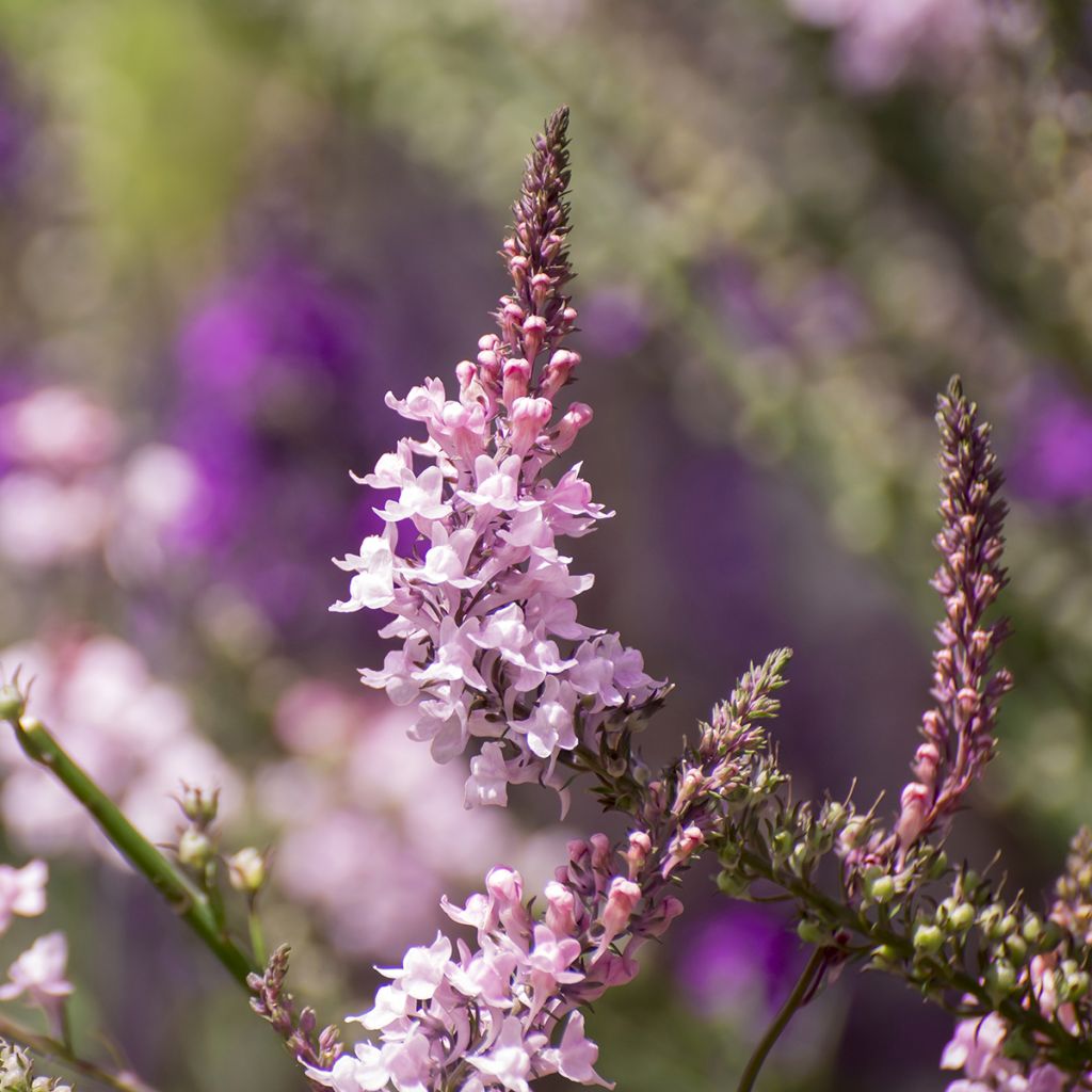 Linaria purpurea Canon J. Went - Linaire pourpre