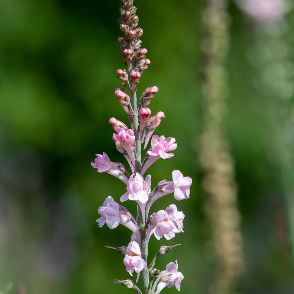 Linaria purpurea Canon J. Went - Linaire pourpre