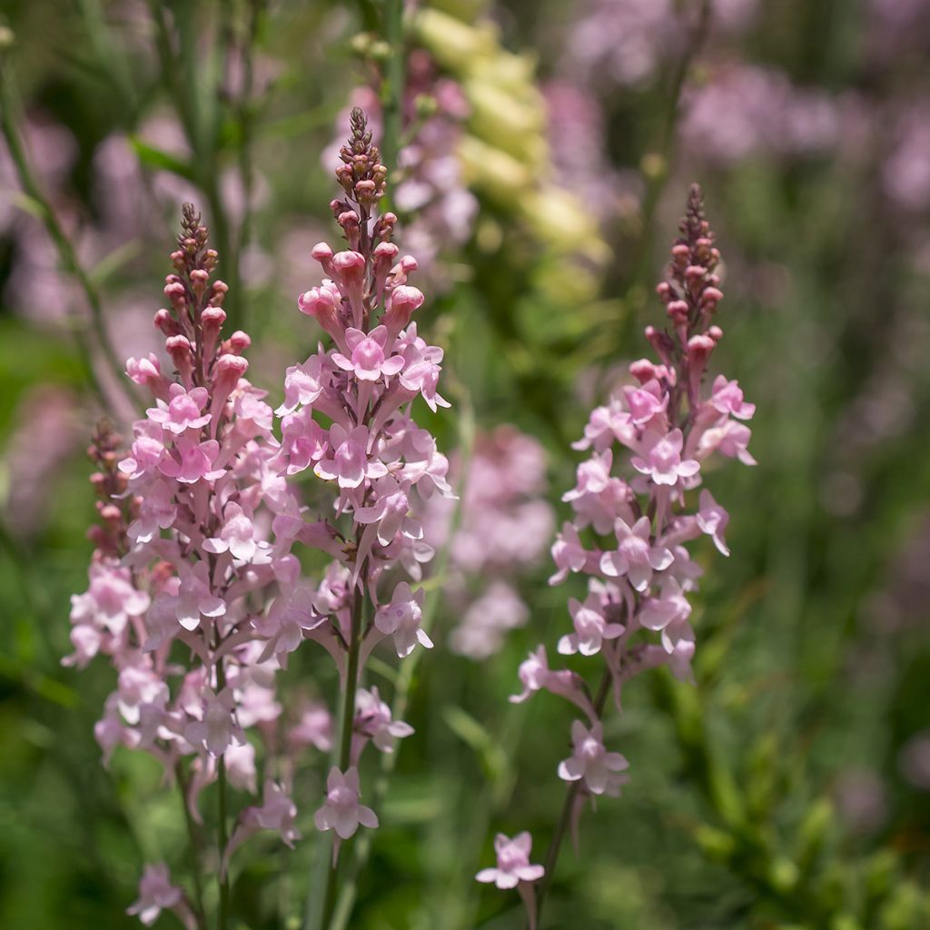 Linaria purpurea Canon J. Went - Linaire pourpre