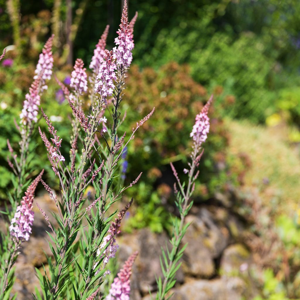 Linaria purpurea Canon J. Went - Linaire pourpre