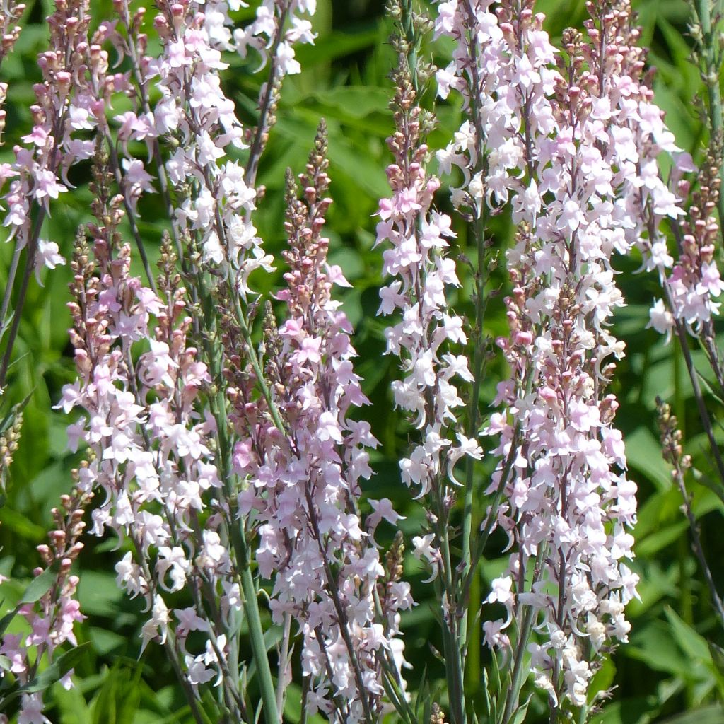 Linaria purpurea Canon J. Went - Linaire pourpre