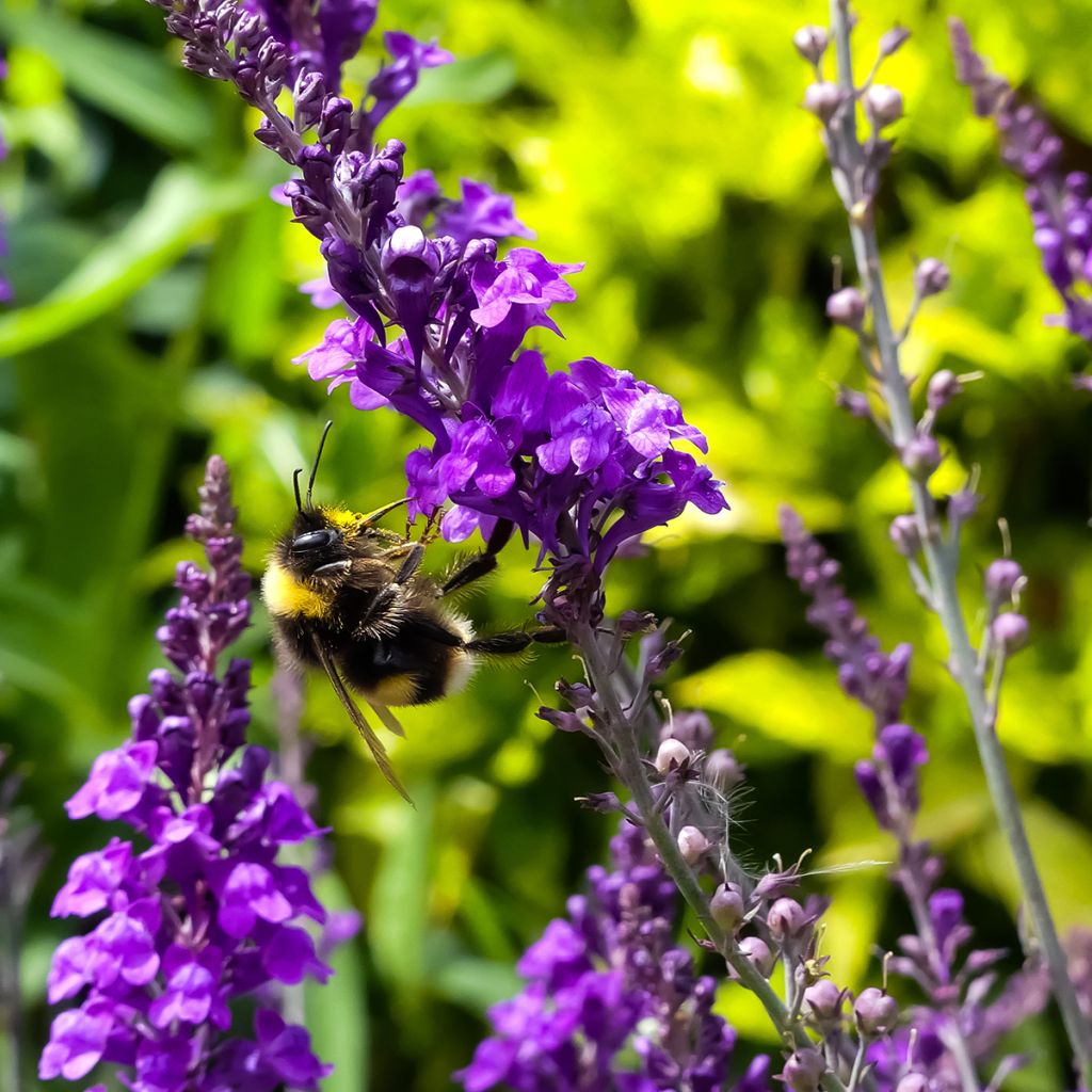 Linaria purpurea - Linaire pourpre