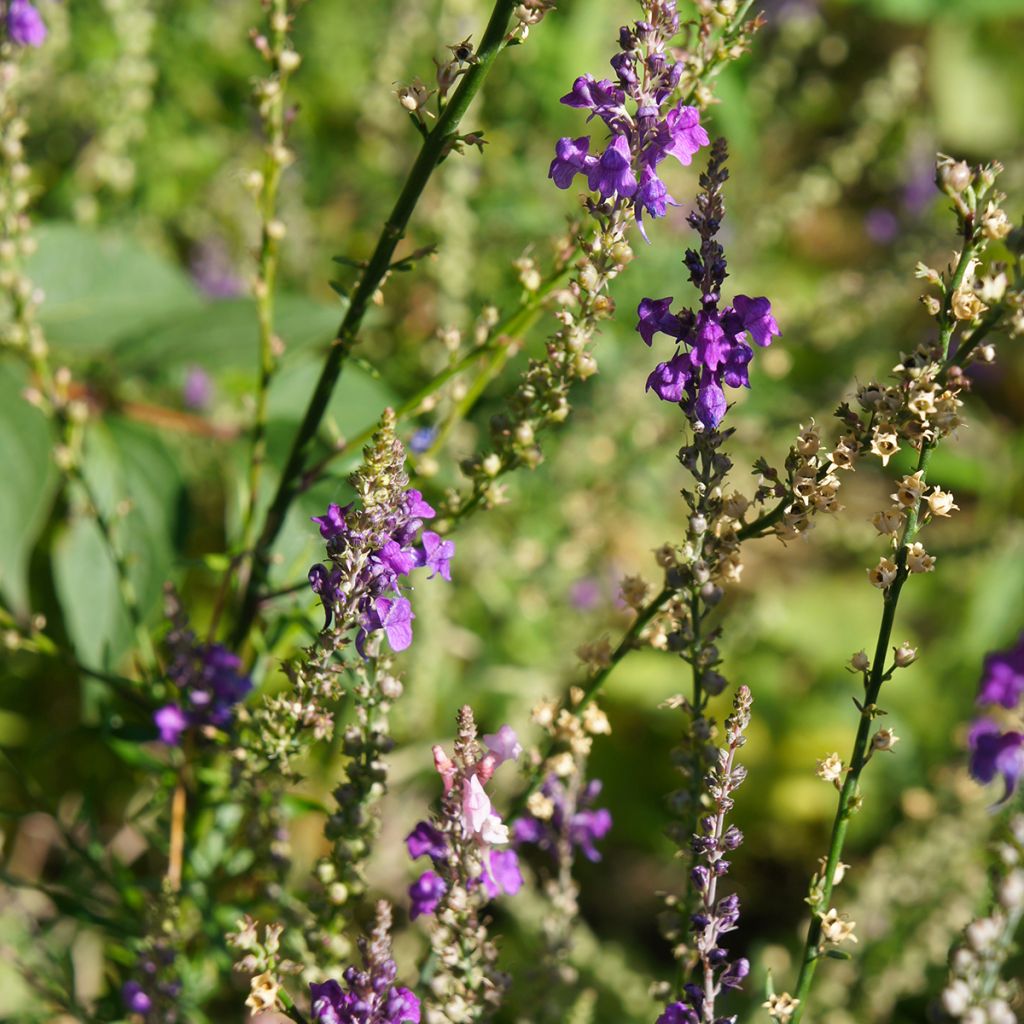 Linaria purpurea - Linaire pourpre