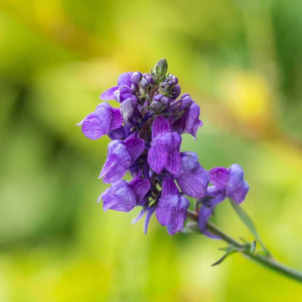 Linaria purpurea - Linaire pourpre