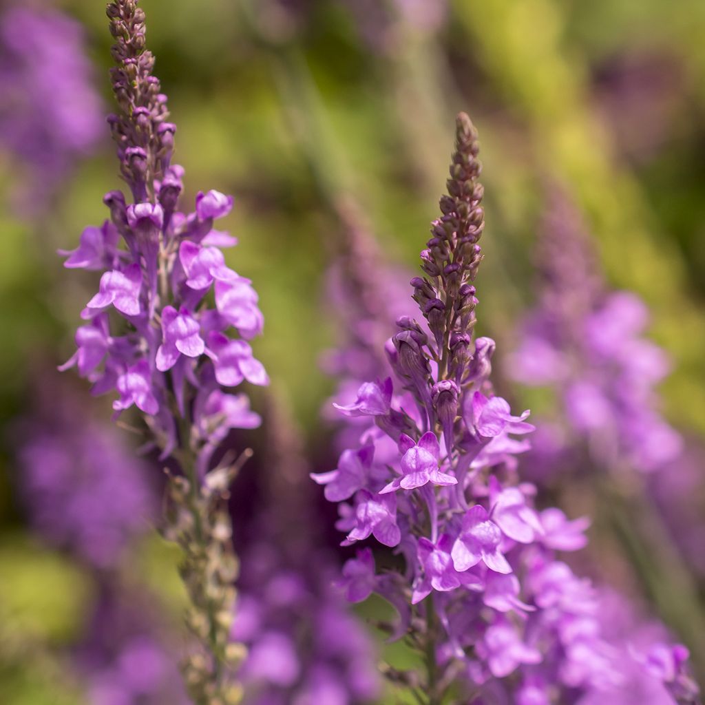 Linaria purpurea - Linaire pourpre