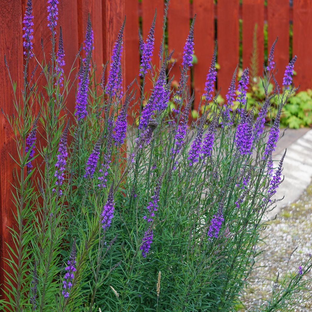 Linaria purpurea - Linaire pourpre