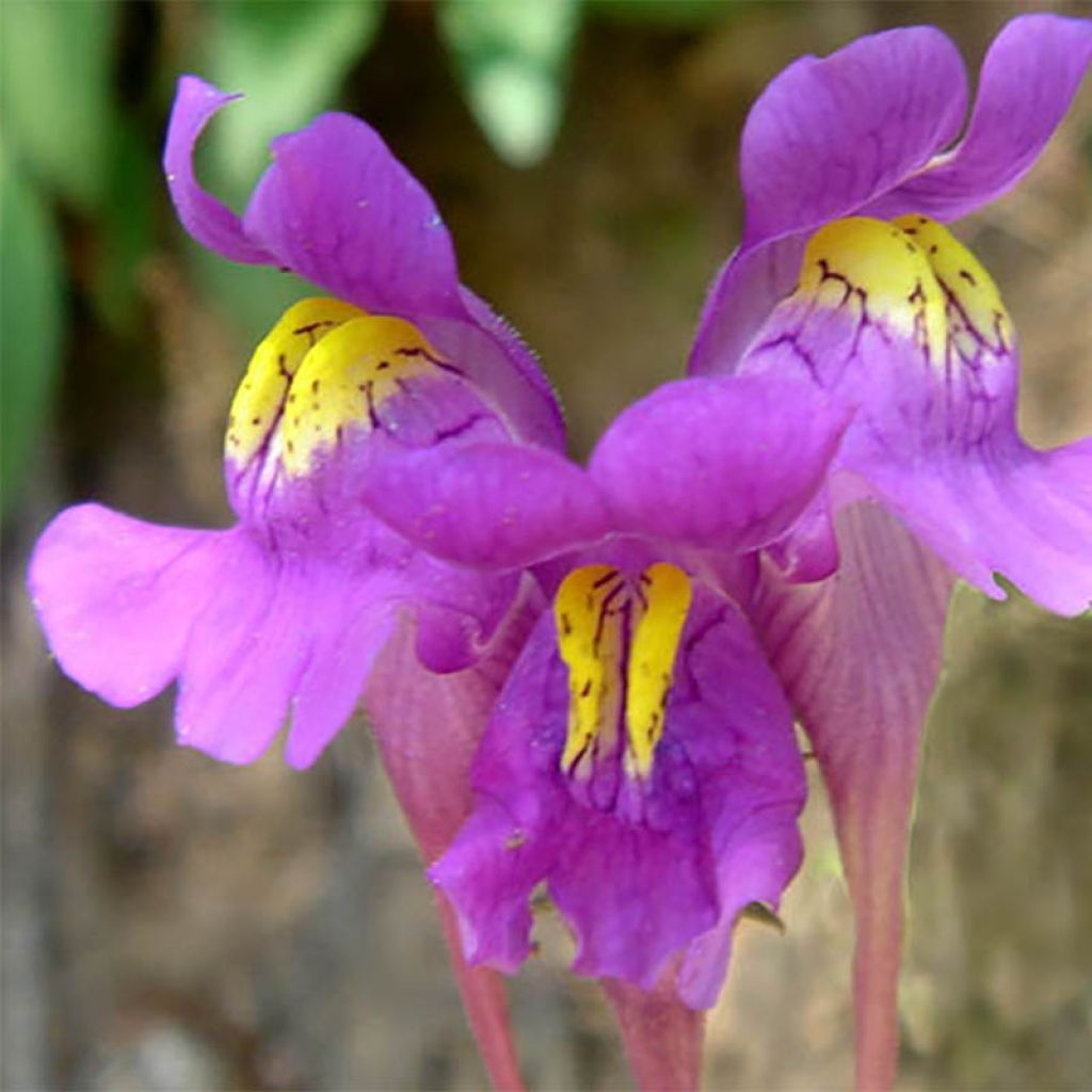 Linaria triornithophora, Linaire