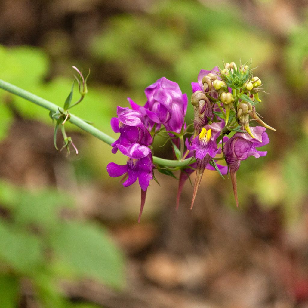 Linaria triornithophora, Linaire à trois oiseaux